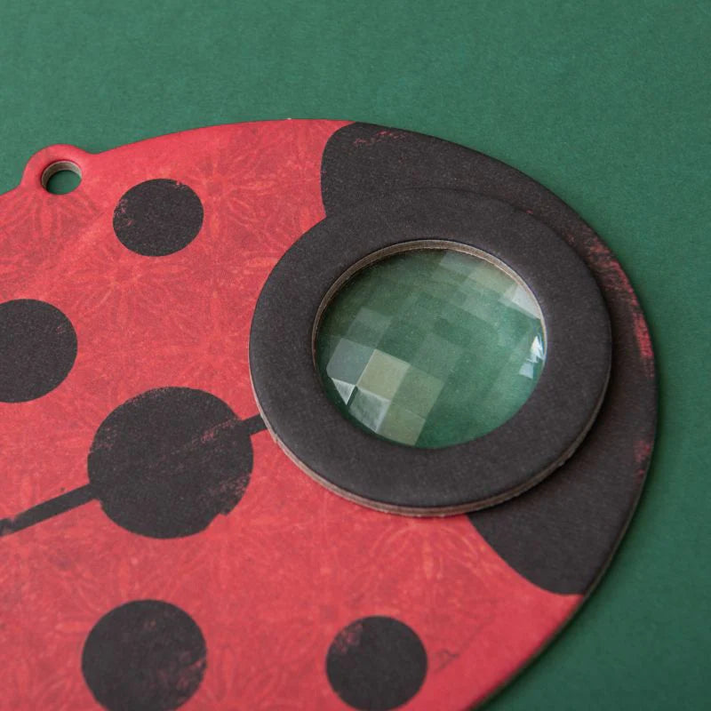 Ladybird Insect Eye