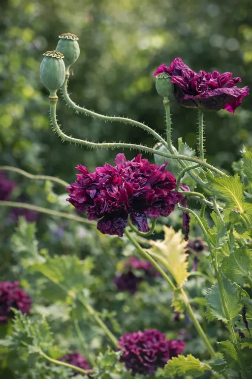 Poppy 'Black Peony' Seeds