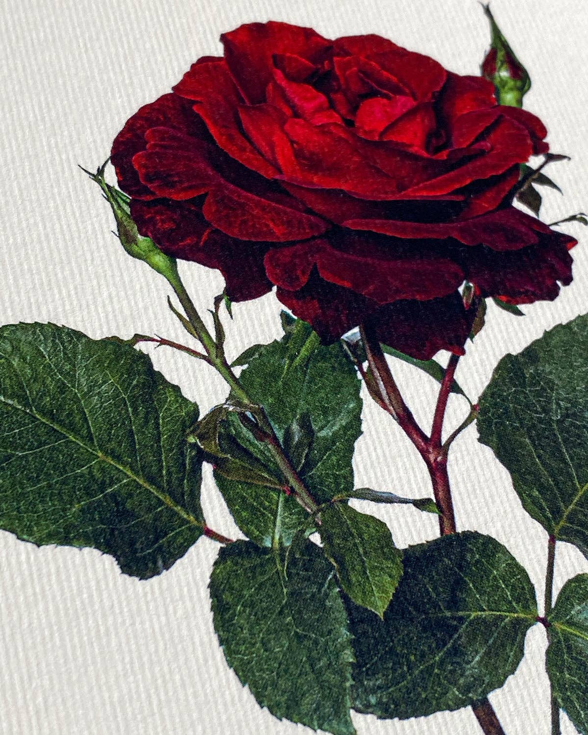Red Rose - Greeting Card