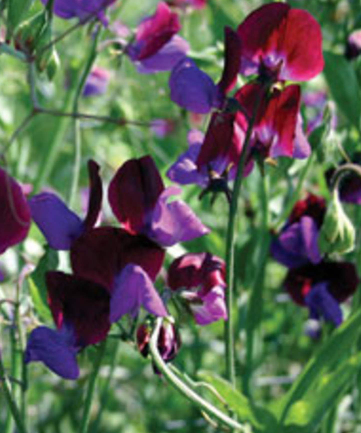 Sweet Pea 'Matucana' Seeds