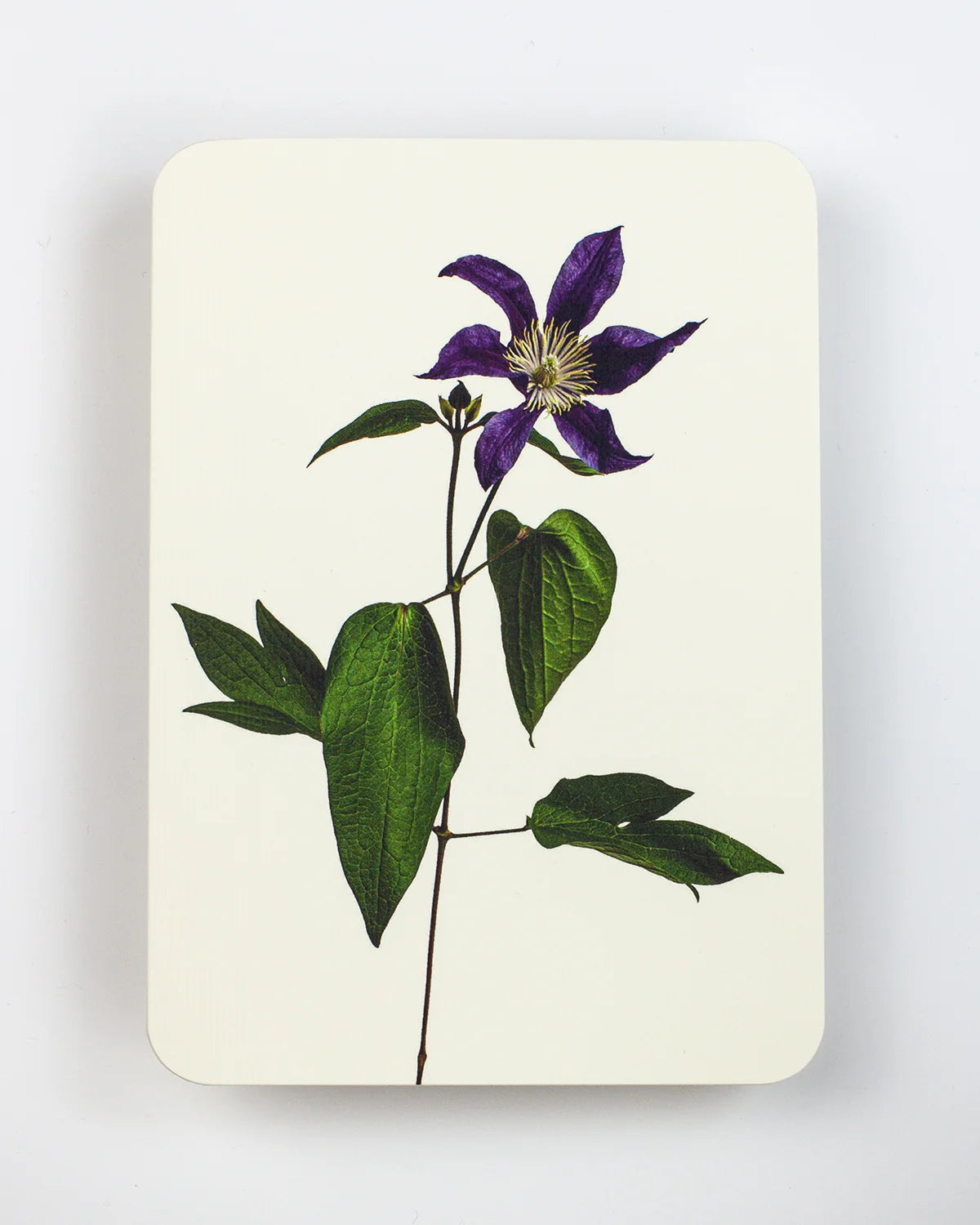 Clematis - Greeting Card