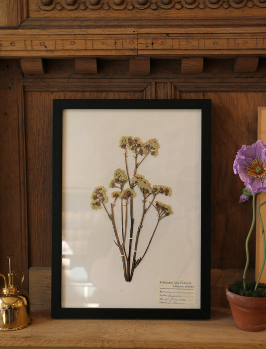 Framed Pressed flower - Limonium Sinuatum