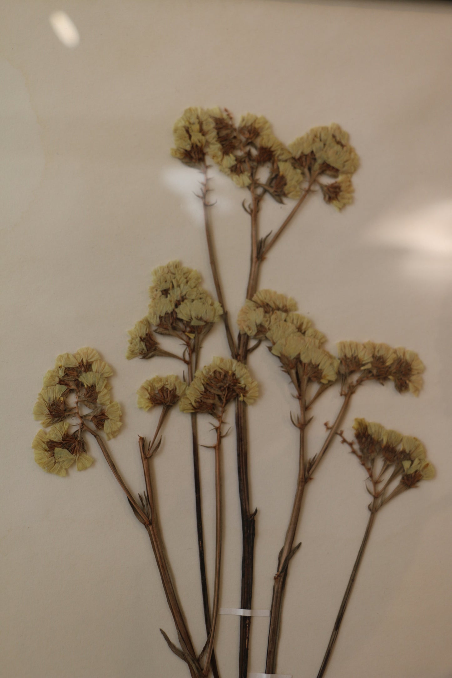 Framed Pressed flower - Limonium Sinuatum