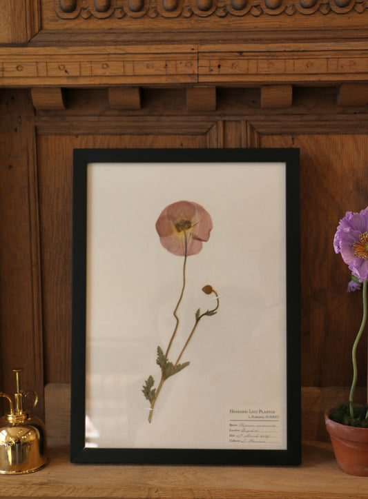 Framed Pressed Flower - Papaver Nudicaule