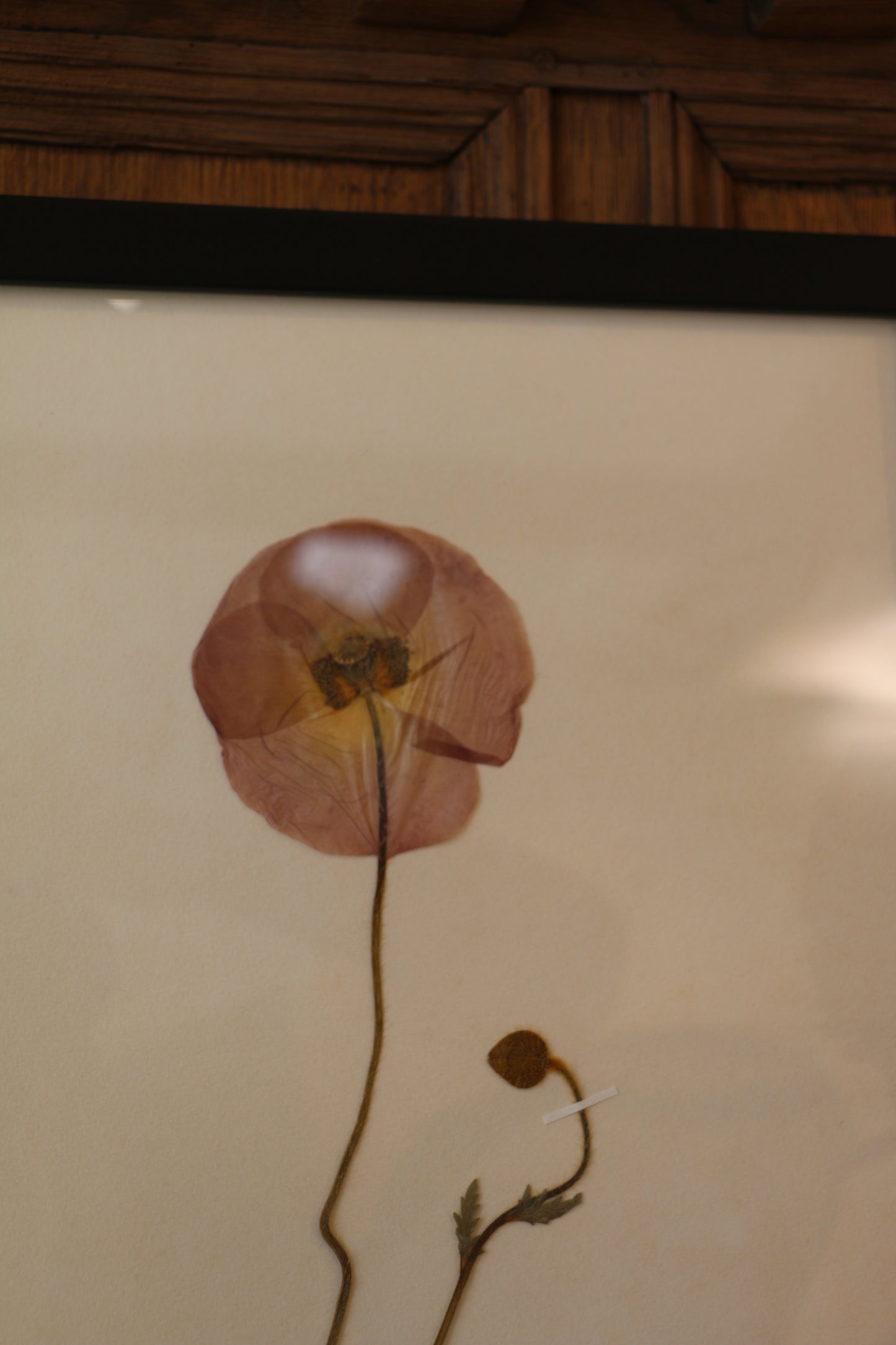 Framed Pressed Flower - Papaver Nudicaule
