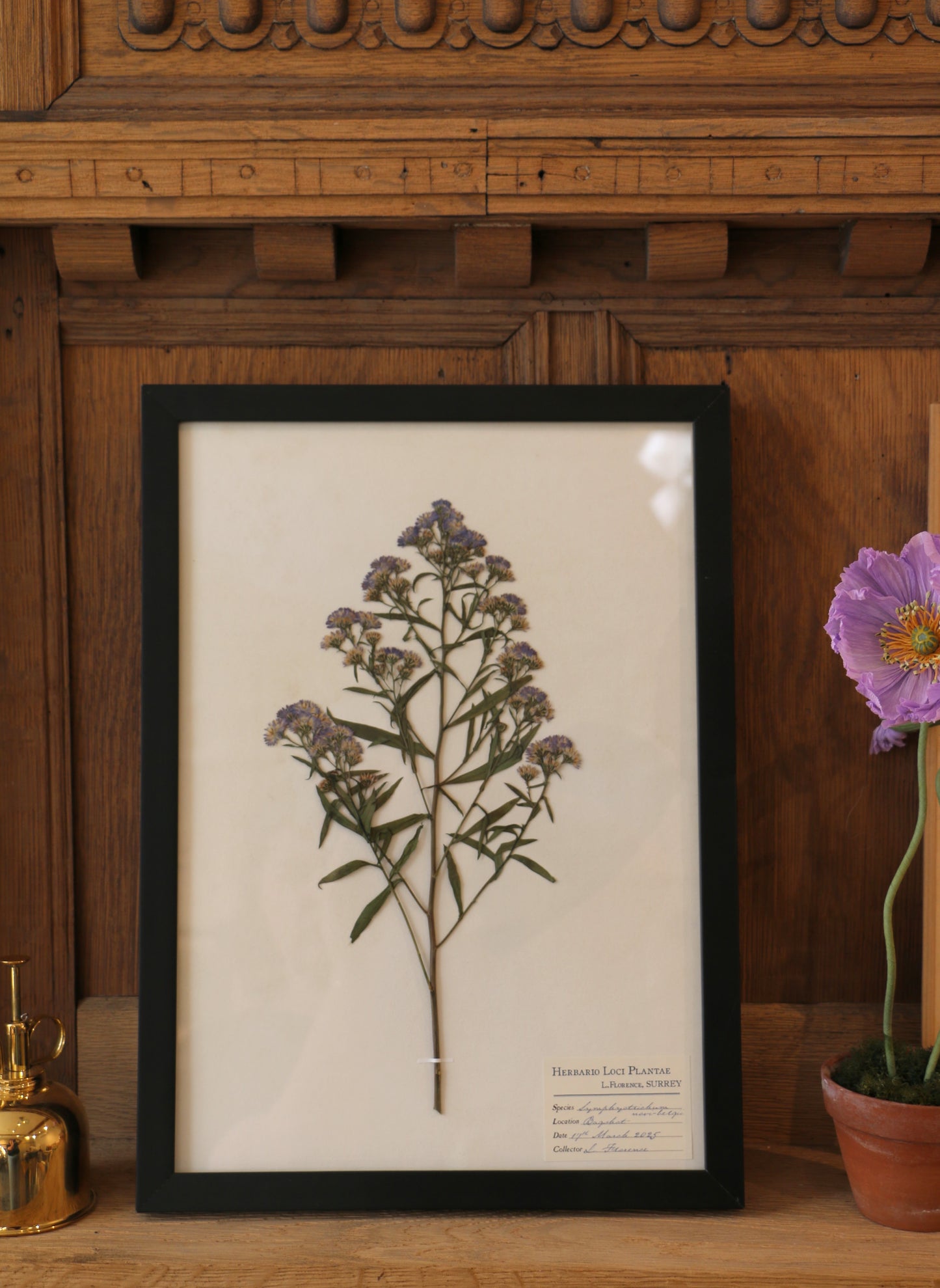 Framed Pressed Flower - Symphyotrichum Novi-belgii