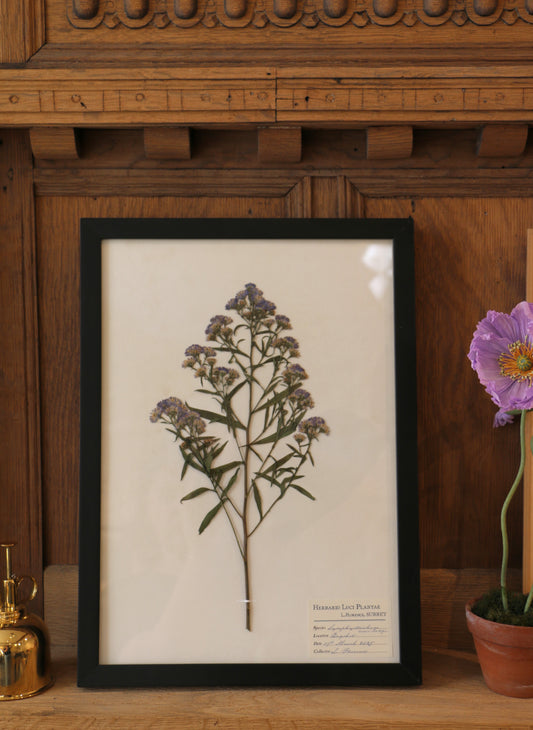 Framed Pressed Flower - Symphyotrichum Novi-belgii