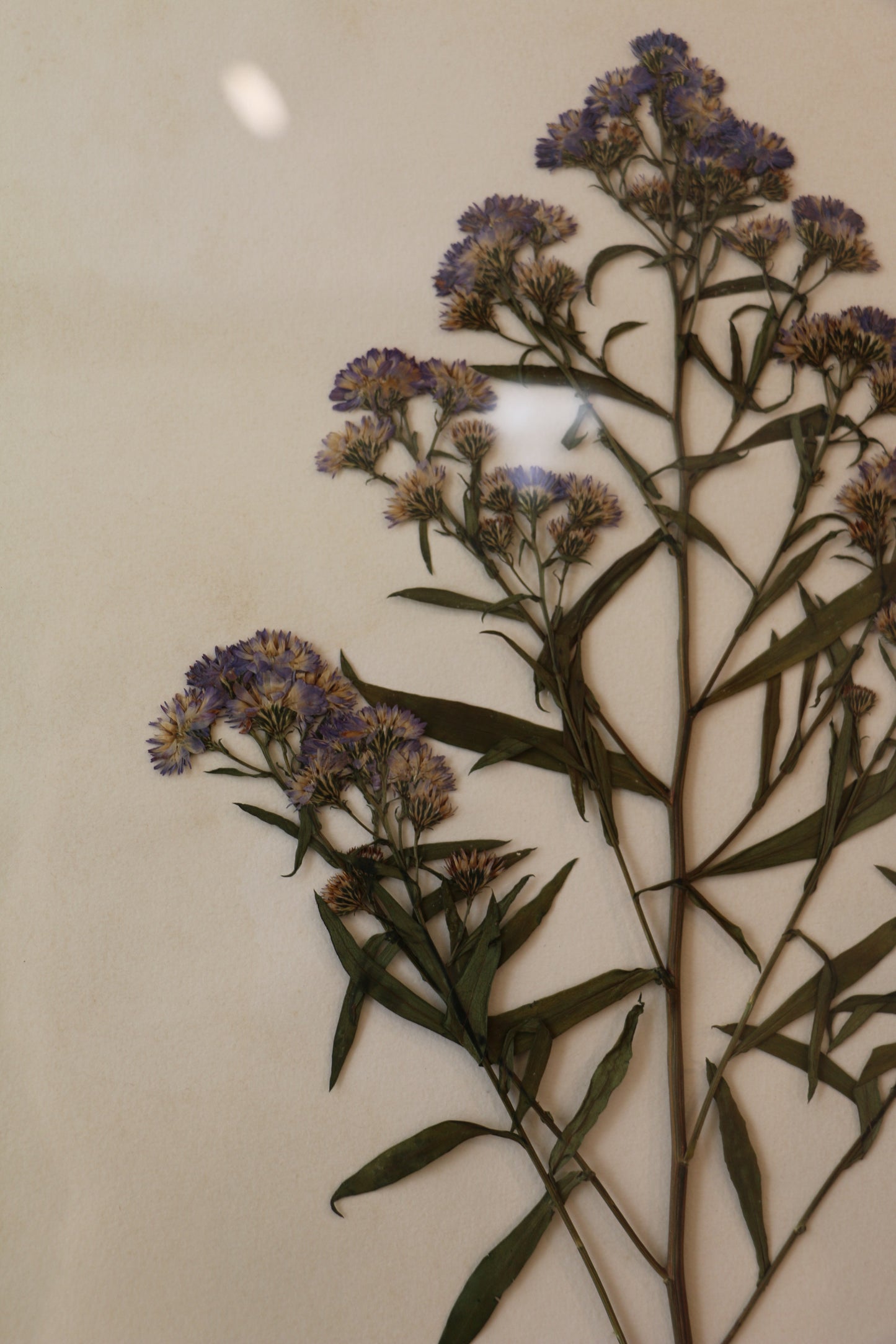 Framed Pressed Flower - Symphyotrichum Novi-belgii