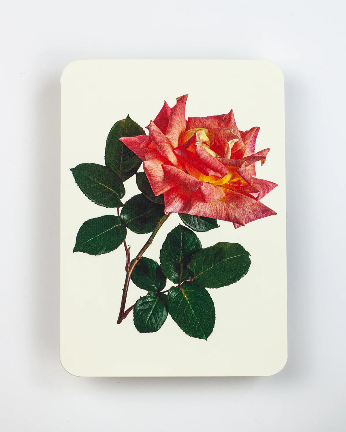 Pink and Yellow Rose - Greeting Card