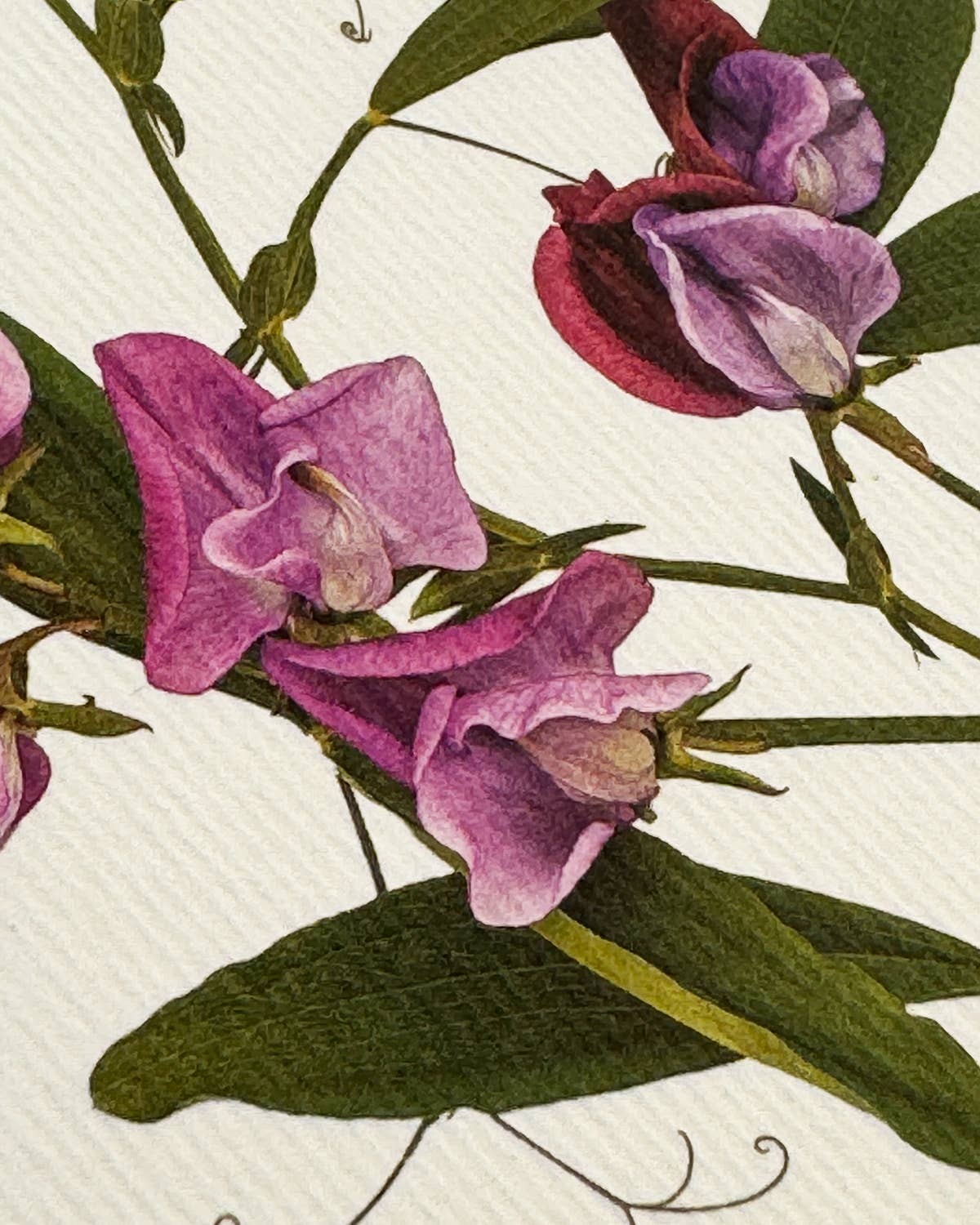 Violet Sweet Peas - Greeting card