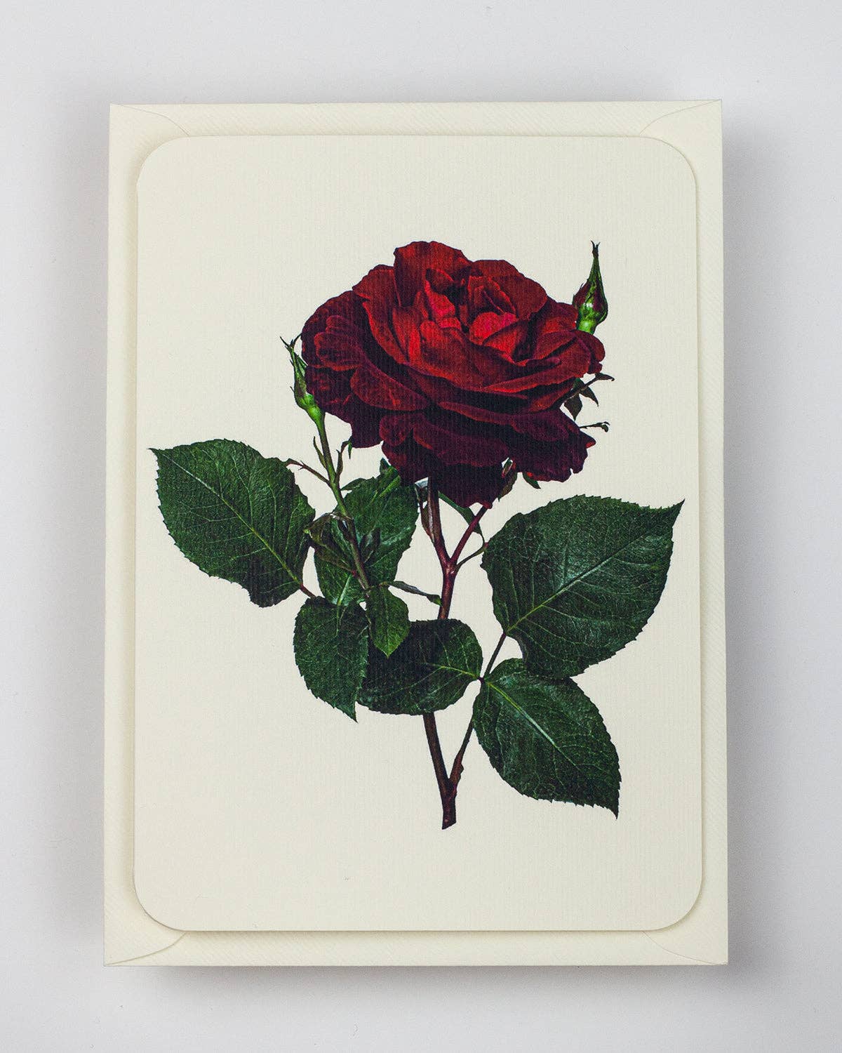 Red Rose - Greeting Card