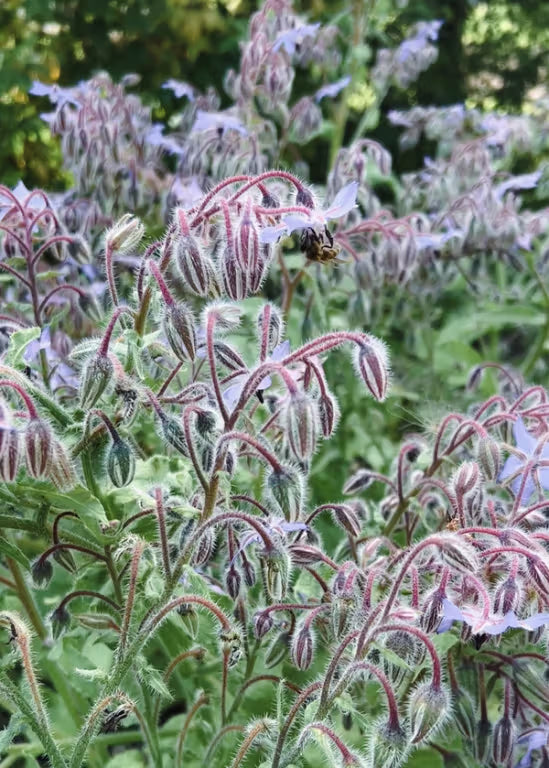 Borage Starflower Seeds