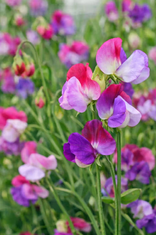 Sweet Pea 'Little Sweetheart' Seeds