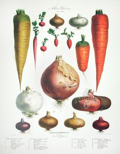 Vilmorin Botanical Print - No.1