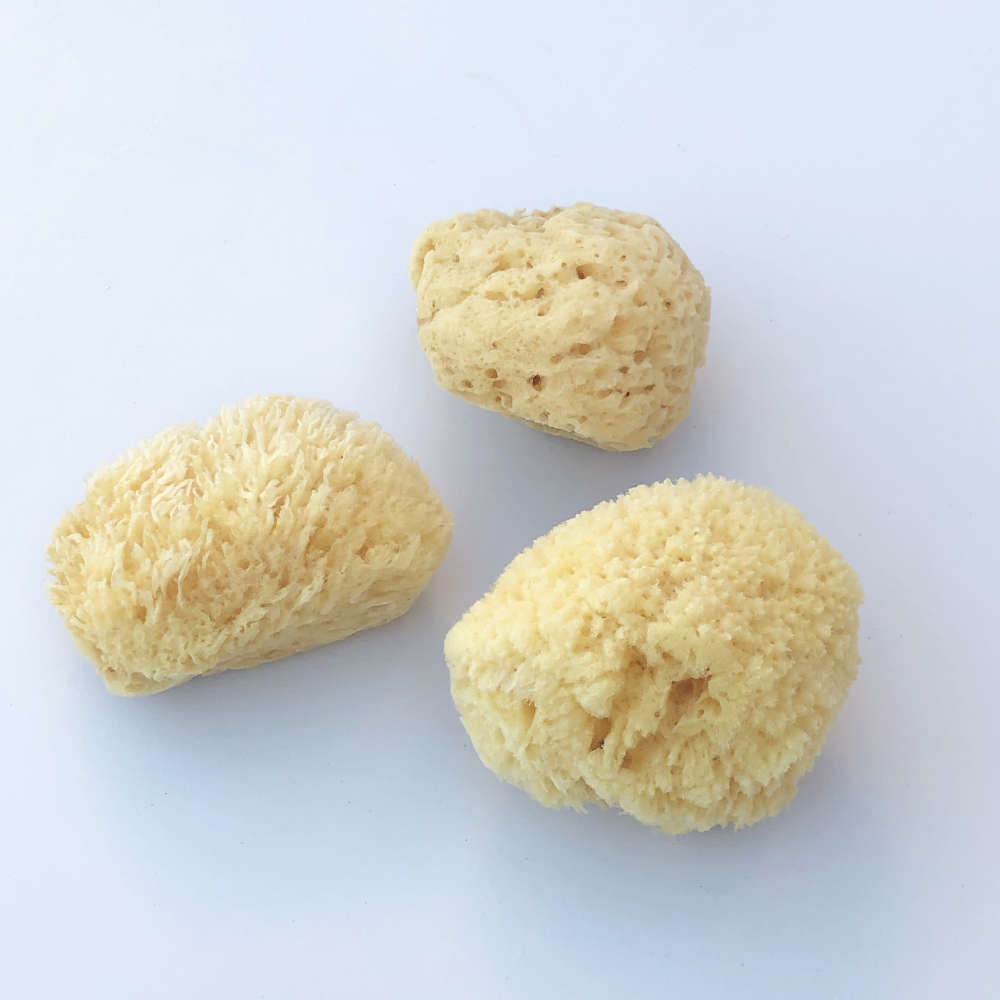 Sea Sponge
