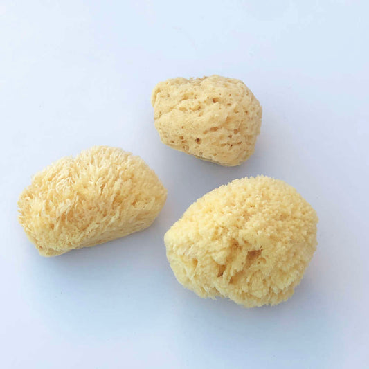 Sea Sponge