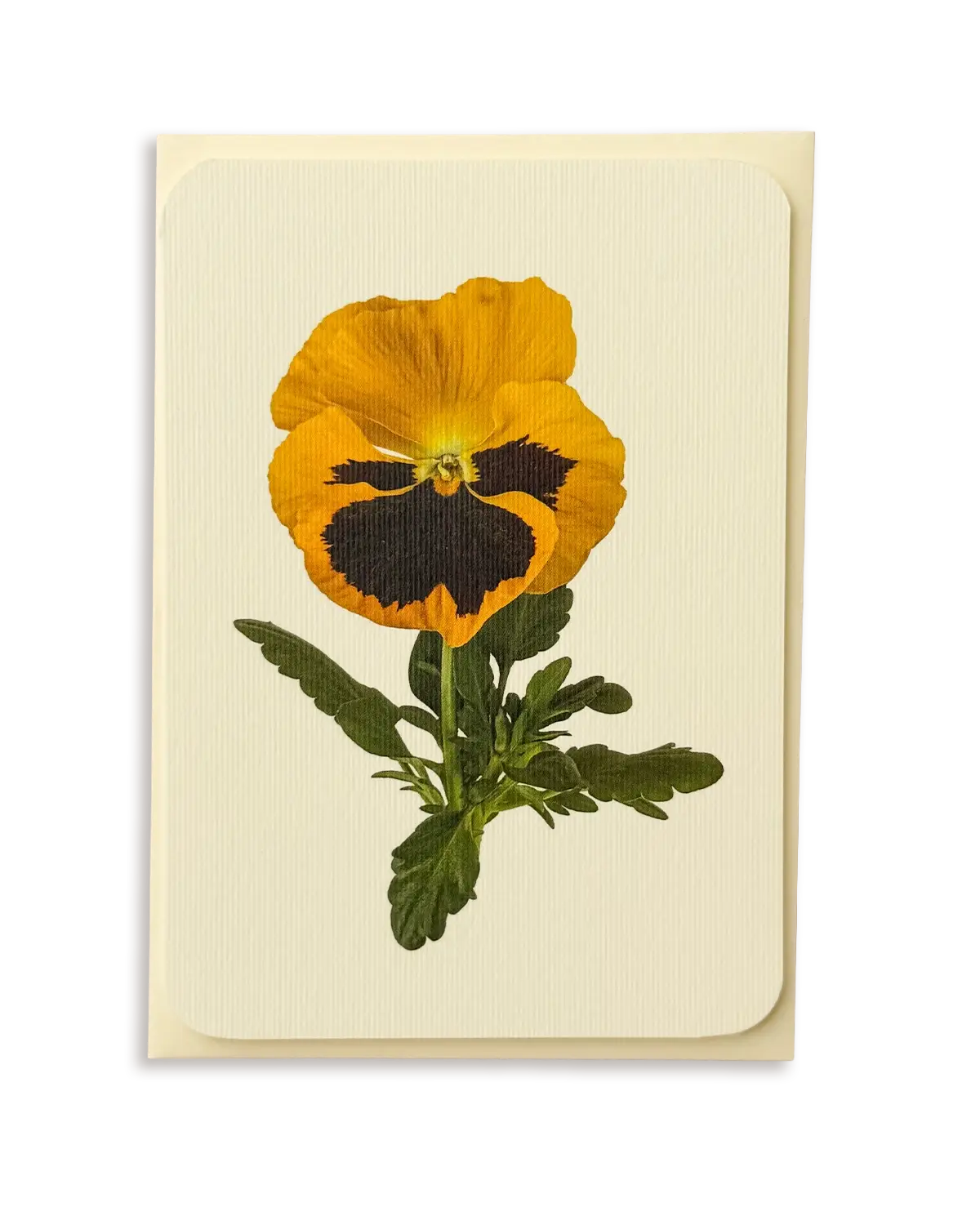 Yellow Pansy Greeting Card - Greeting Card
