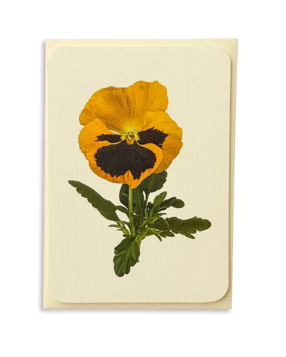 Yellow Pansy Greeting Card - Greeting Card