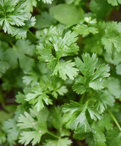 Coriander 'Flat Leaf' Seeds