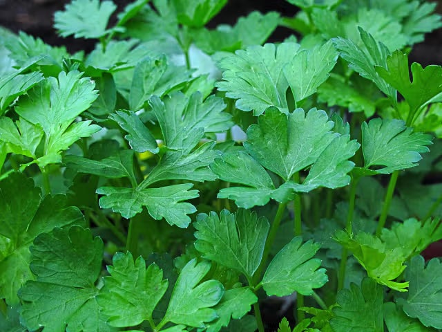 Parsley 'Italian Giant'