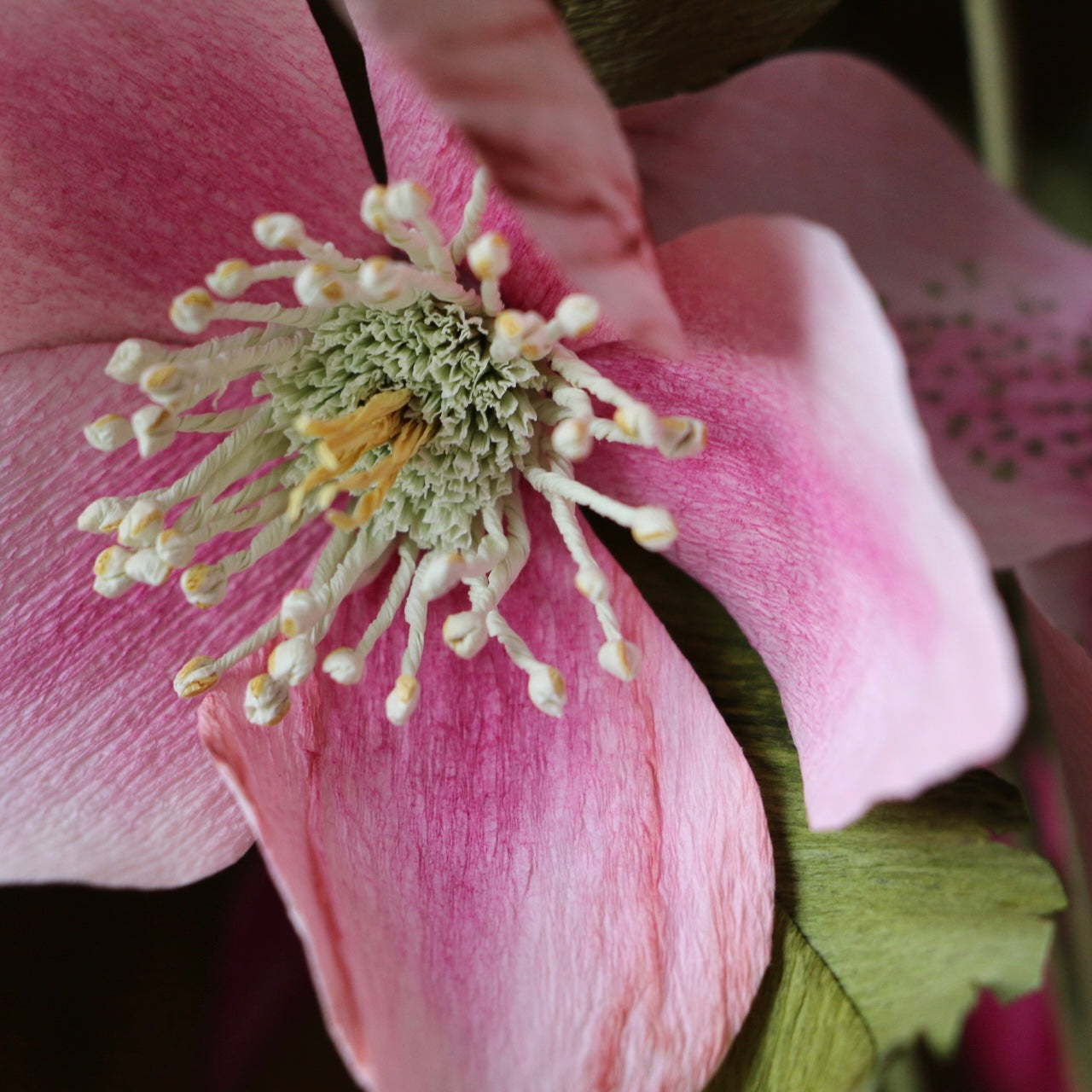 Floragami / Hellebore Bunch #2