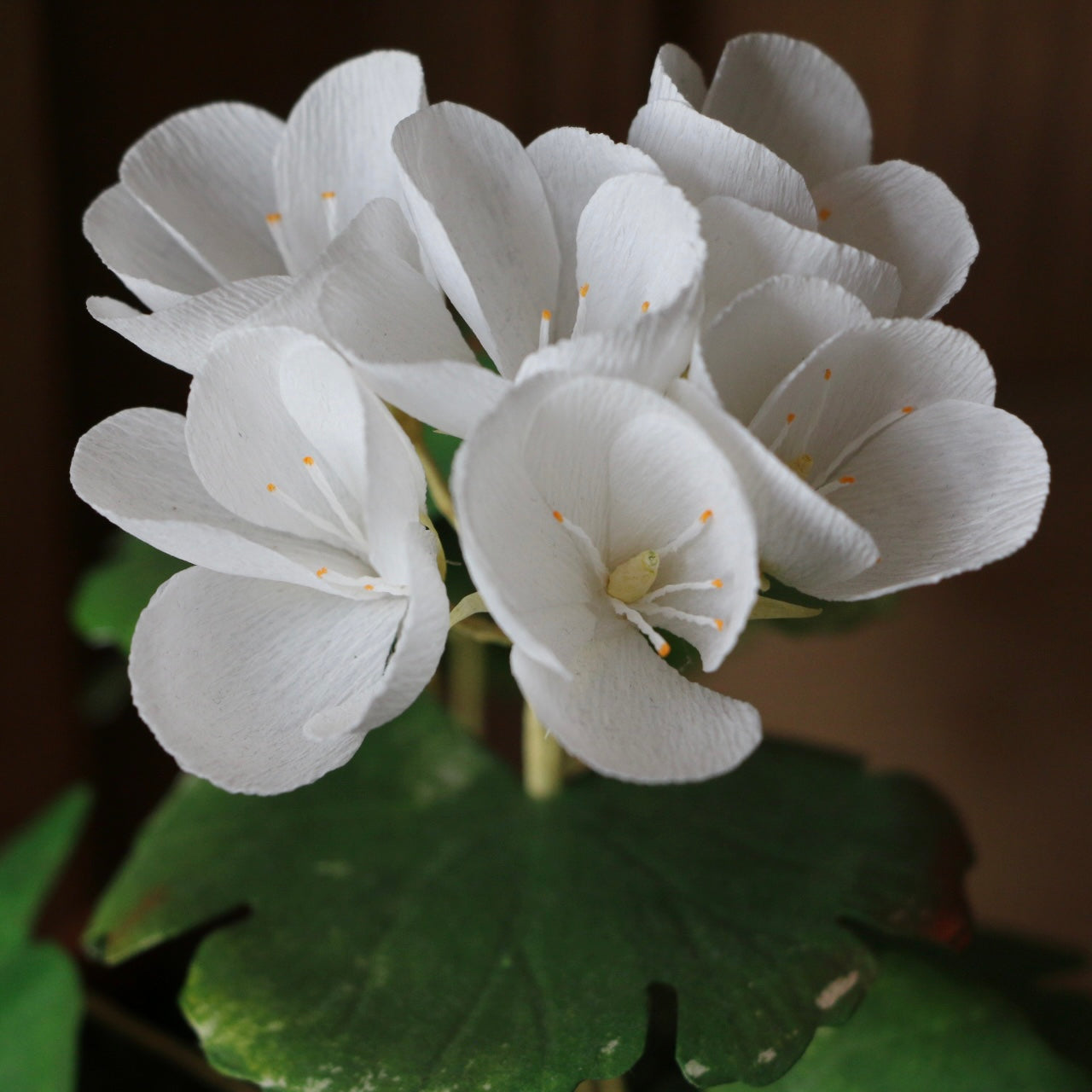 Floragami - Geranium / White
