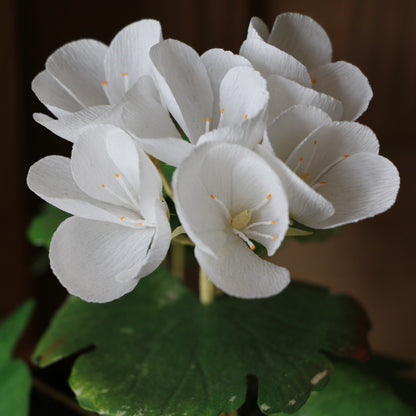 Floragami - Geranium / White