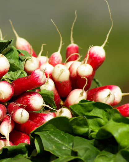 Radish 'French Breakfast' Seeds