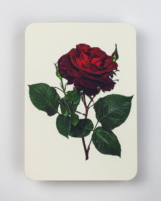 Red Rose - Greeting Card