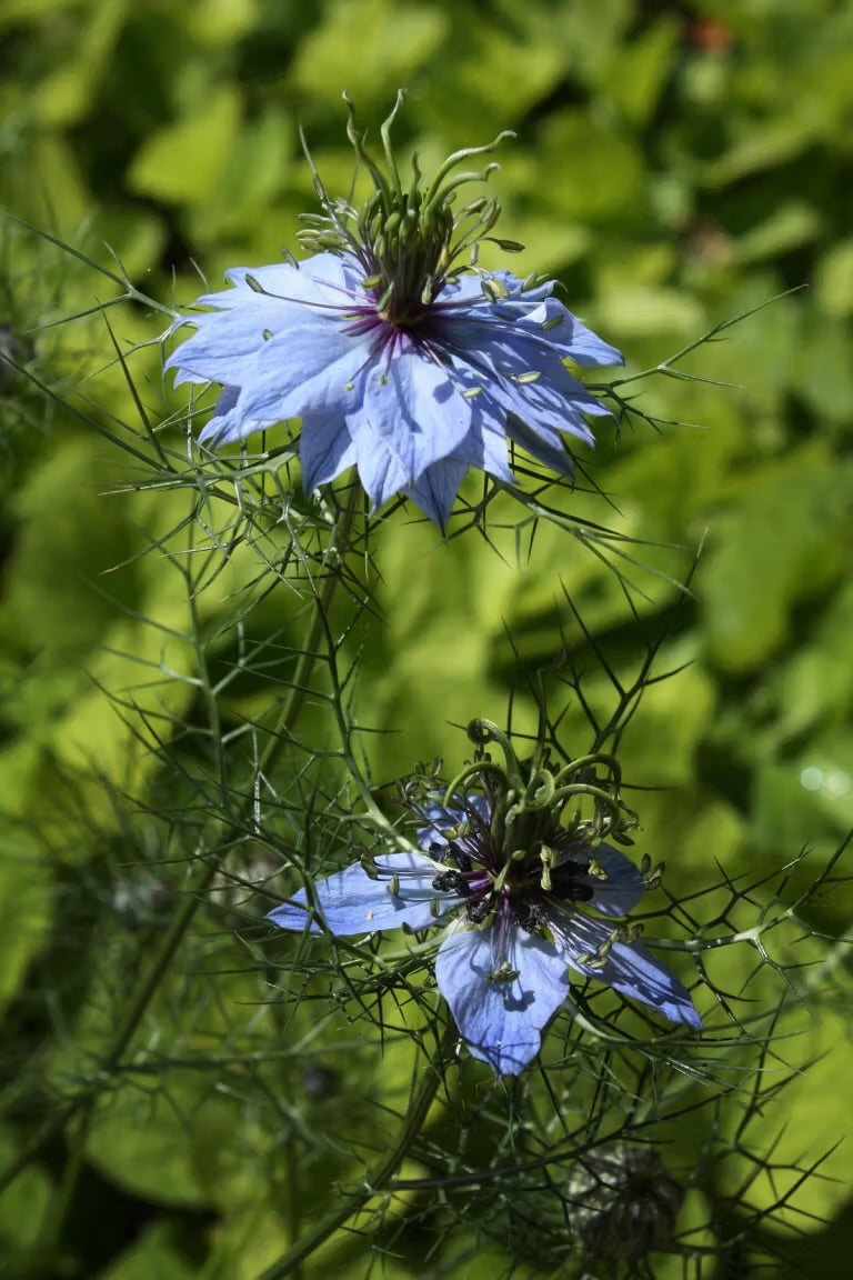 Nigella ‘Miss Jekyll’ Seeds
