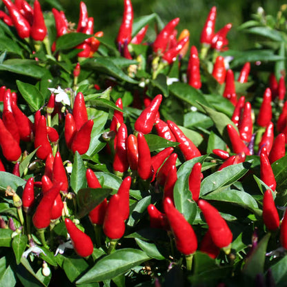 Chilli 'Thai Hot' Seeds