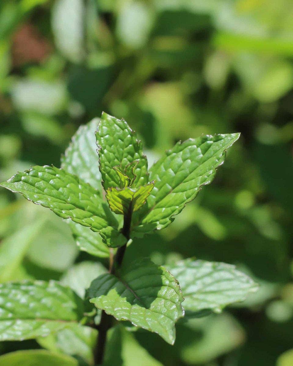Peppermint 'Common' Seeds