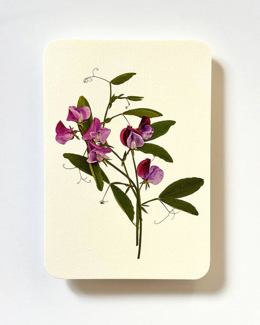 Violet Sweet Peas - Greeting card