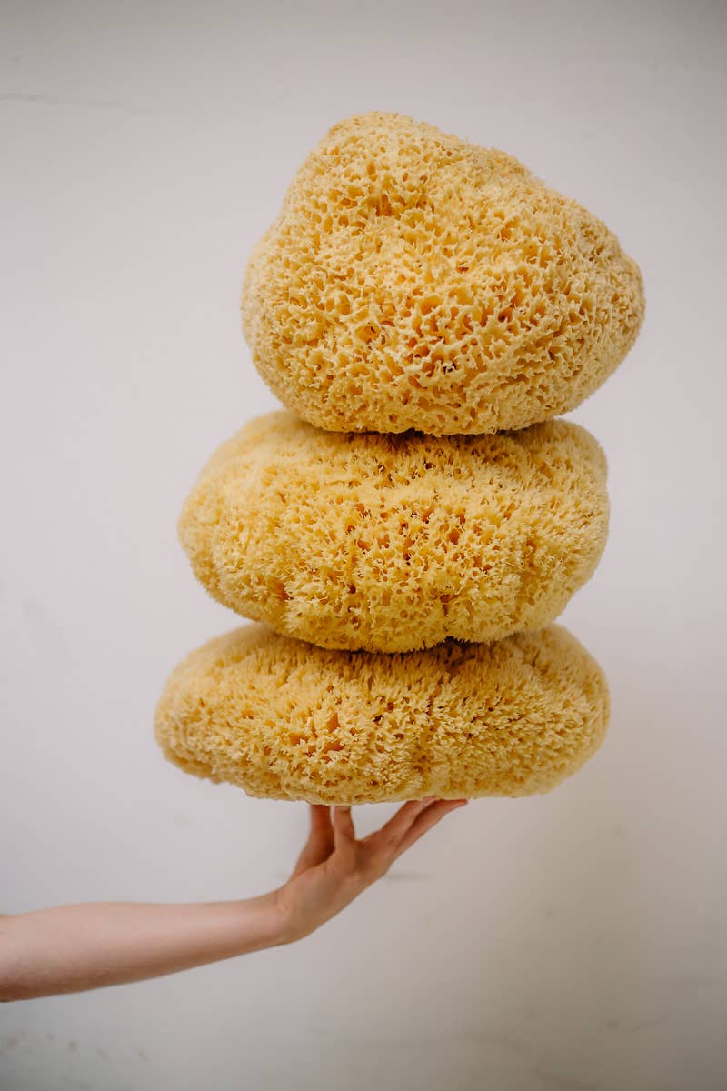 Natural Sea Sponge