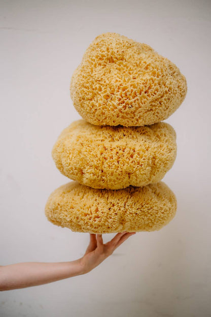 Natural Sea Sponge