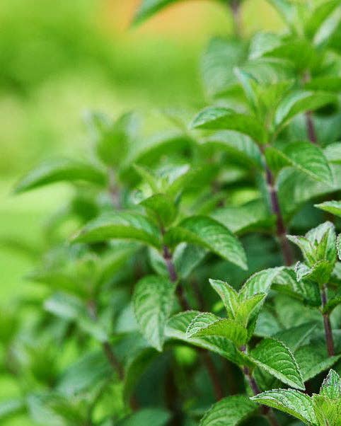 Peppermint 'Common' Seeds