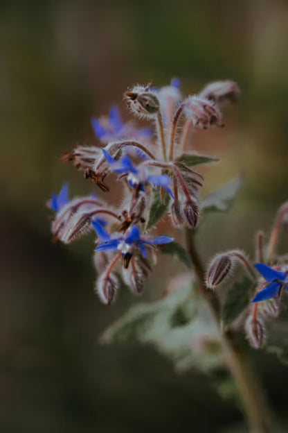 Borage Starflower Seeds
