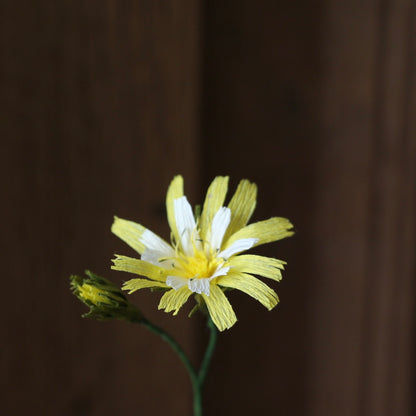Floragami - Wildflower / Yellow