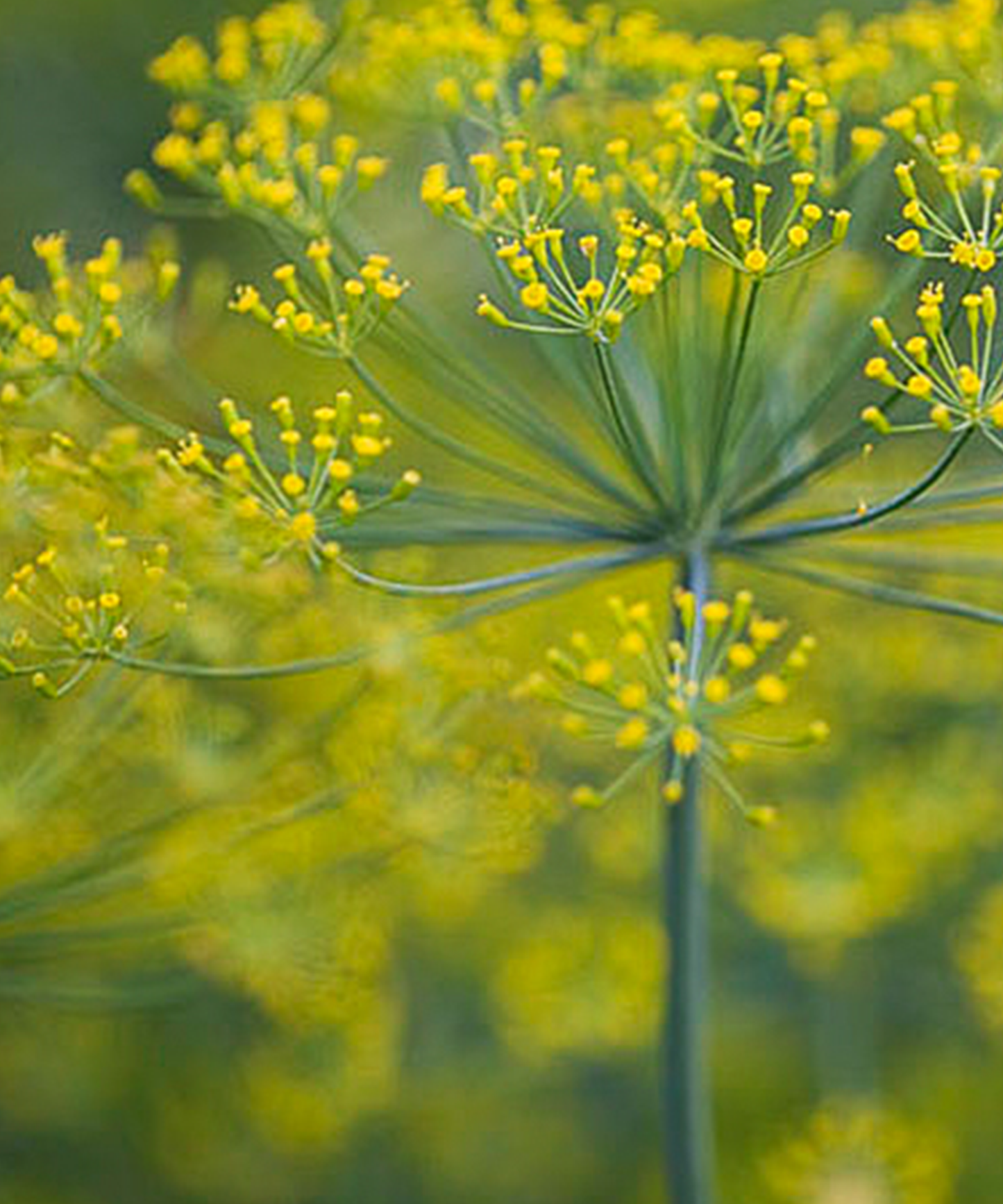 Dill 'Diana' Seeds