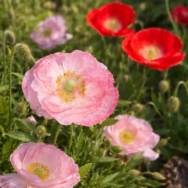 Poppy 'Falling in Love' Seeds