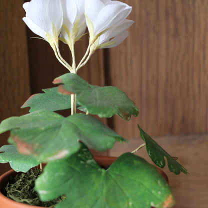 Floragami - Geranium / White