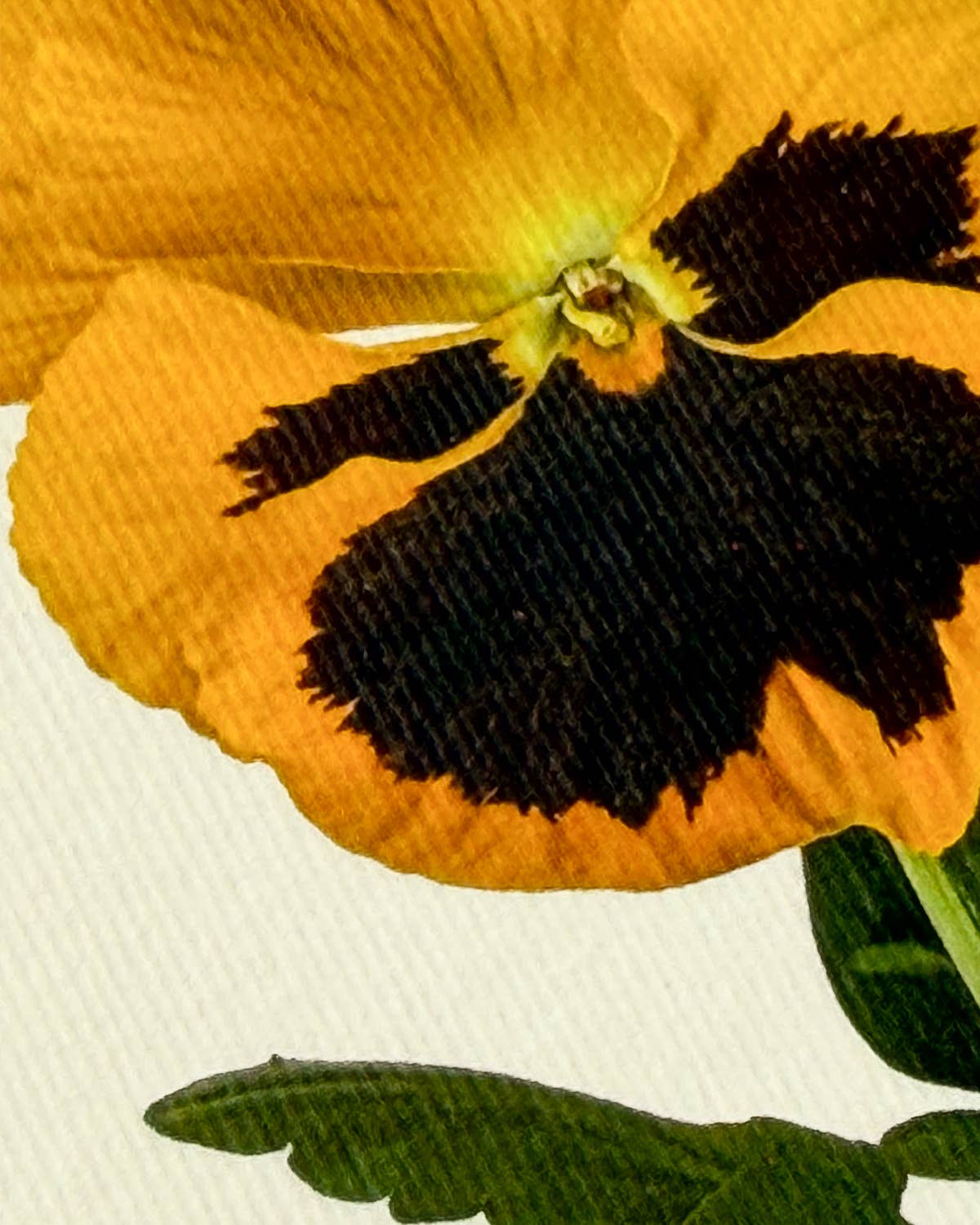 Yellow Pansy Greeting Card - Greeting Card