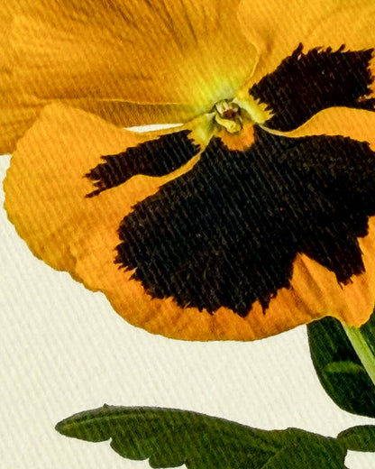 Yellow Pansy Greeting Card - Greeting Card