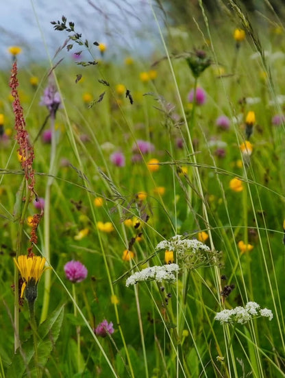 Wildflower Seeds