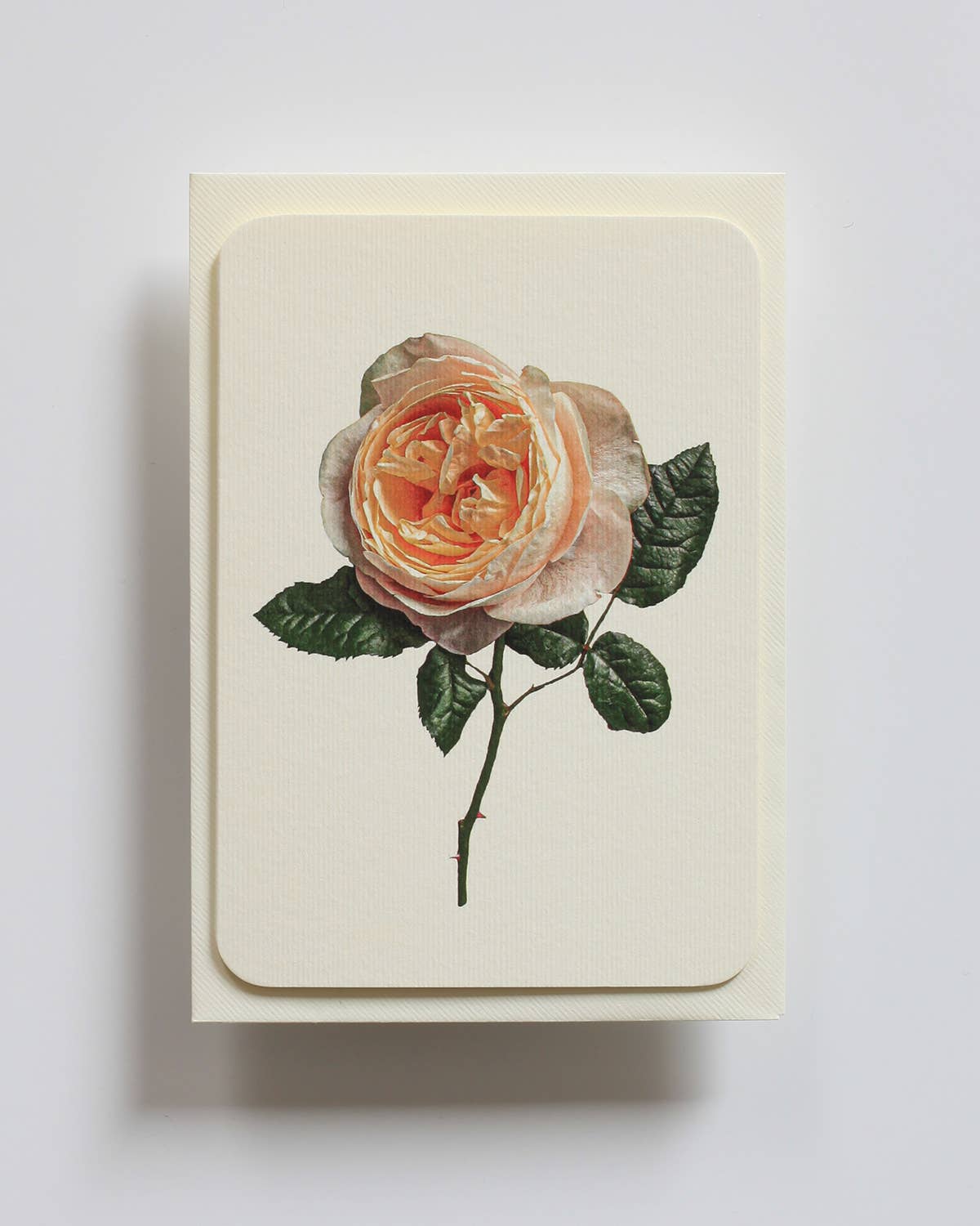 Soft Peach Rose - Greeting Card