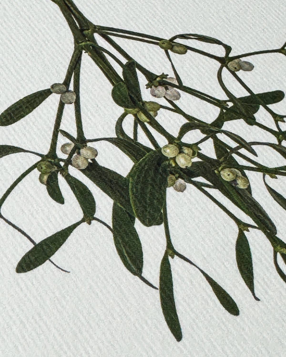 Mistletoe Christmas - Greeting Card