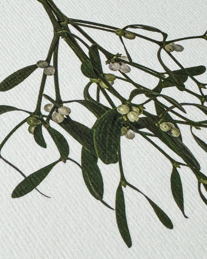 Mistletoe Christmas - Greeting Card