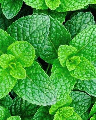 Peppermint 'Common' Seeds