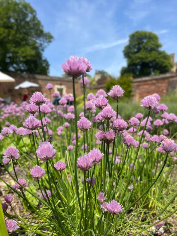 Chive Seeds