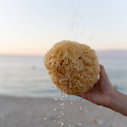 Natural Sea Sponge